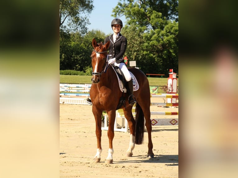 Oldenburger Wallach 14 Jahre 175 cm Dunkelfuchs in Schwerte