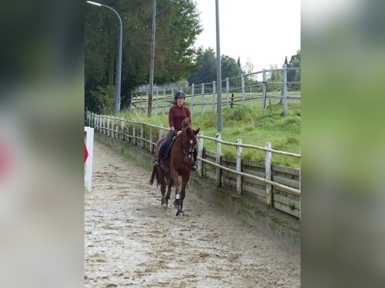Oldenburger Wallach 14 Jahre 175 cm Dunkelfuchs in Schwerte