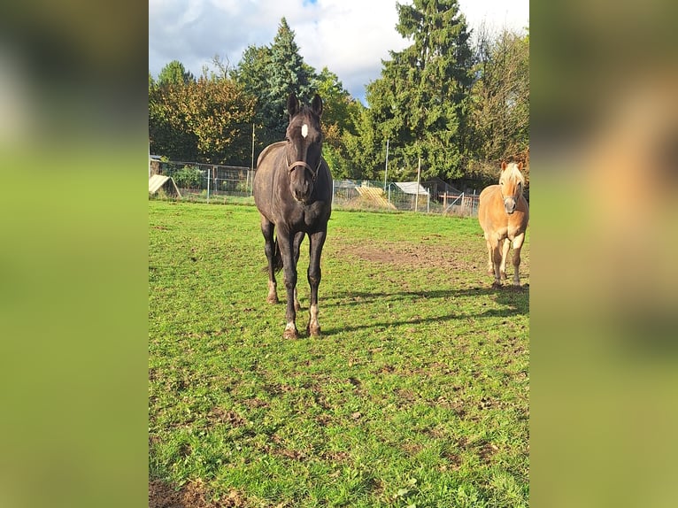 Oldenburger Wallach 14 Jahre 178 cm Schwarzbrauner in Dortmund