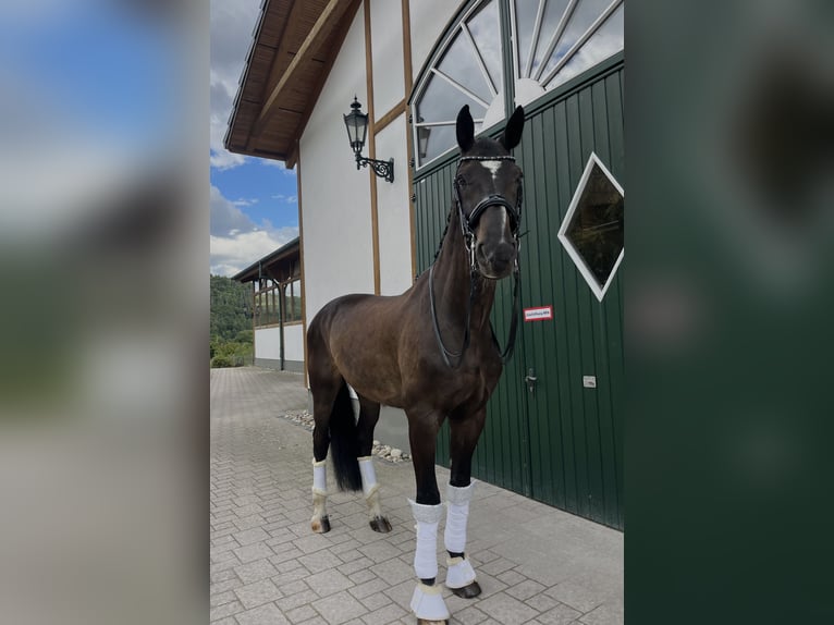 Oldenburger Wallach 14 Jahre in Haiger