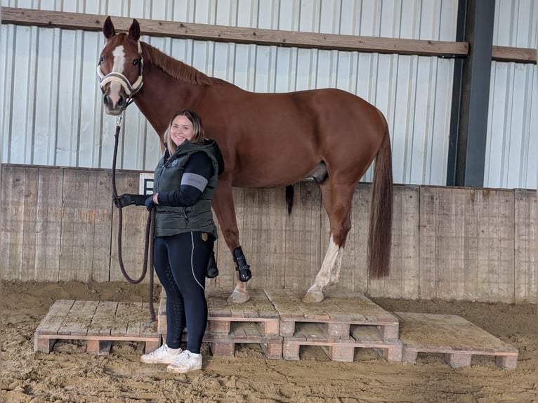 Oldenburger Wallach 15 Jahre 163 cm Fuchs in Goch