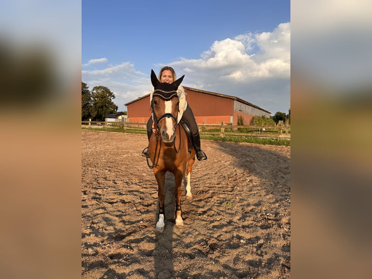 Oldenburger Wallach 15 Jahre 163 cm Fuchs in Goch