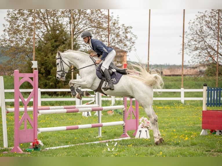 Oldenburger Wallach 15 Jahre 165 cm Schimmel in Hereclean