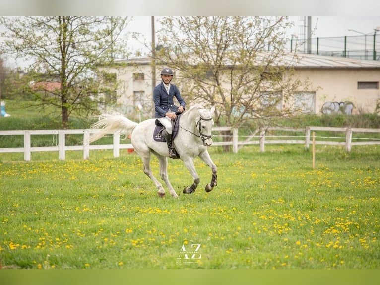 Oldenburger Wallach 15 Jahre 165 cm Schimmel in Hereclean