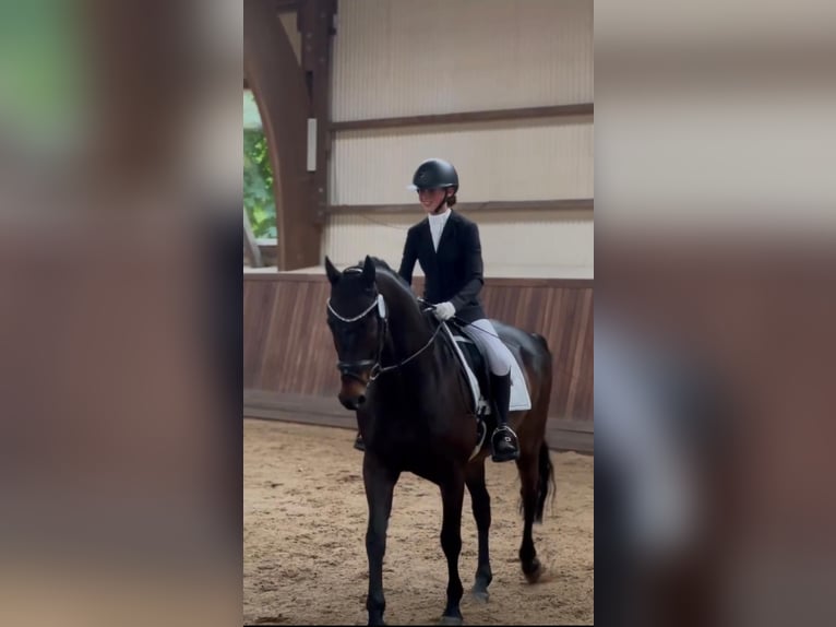 Oldenburger Wallach 15 Jahre 166 cm Dunkelbrauner in Uetersen