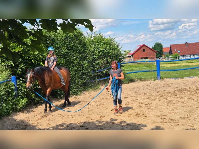 Oldenburger Wallach 15 Jahre 168 cm Brauner in Pohrsdorf