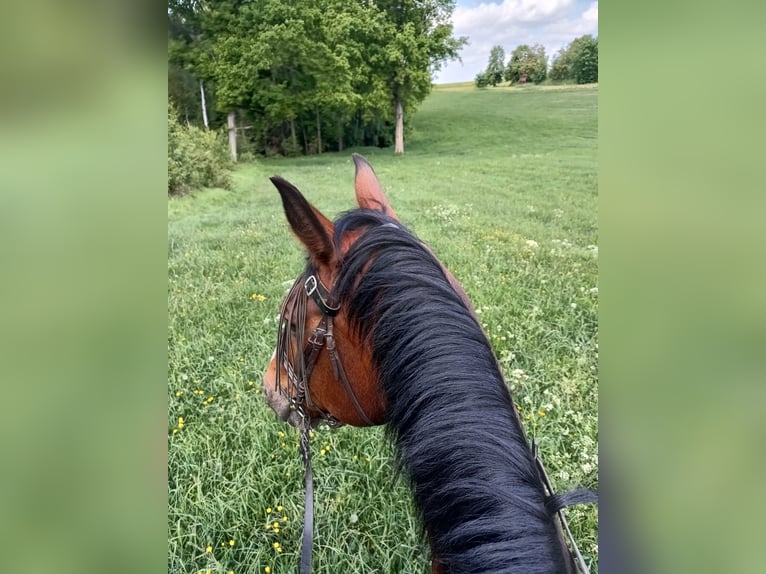 Oldenburger Wallach 15 Jahre 168 cm Brauner in Pohrsdorf