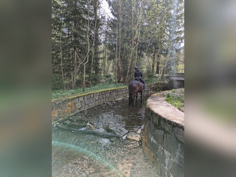 Oldenburger Wallach 15 Jahre 168 cm Brauner in Pohrsdorf