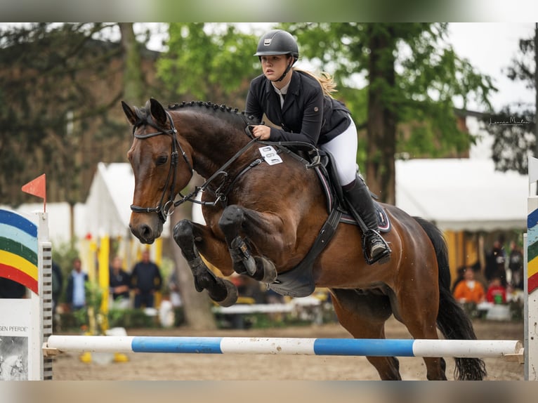 Oldenburger Wallach 15 Jahre 168 cm Brauner in Kaarst