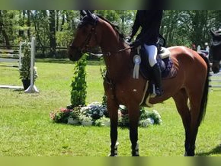 Oldenburger Wallach 15 Jahre 168 cm Brauner in Höperhöfen