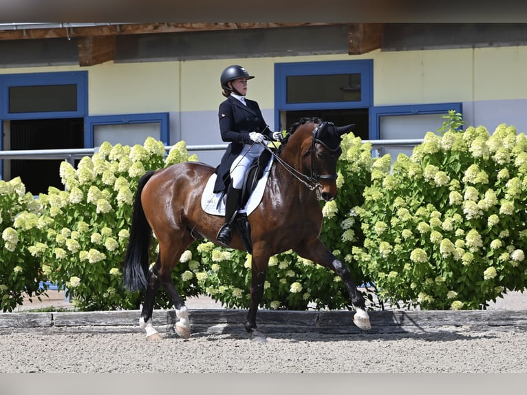 Oldenburger Wallach 15 Jahre 168 cm Dunkelbrauner in Traiskirchen