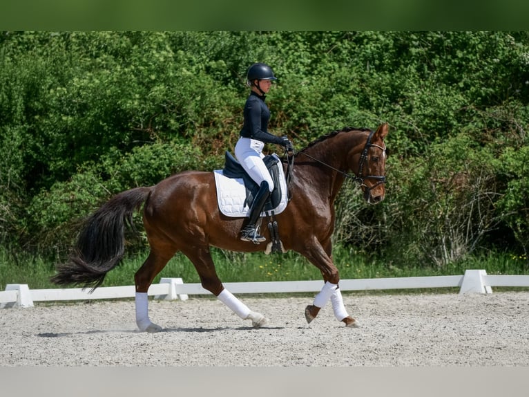 Oldenburger Wallach 15 Jahre 168 cm Dunkelfuchs in Laubach