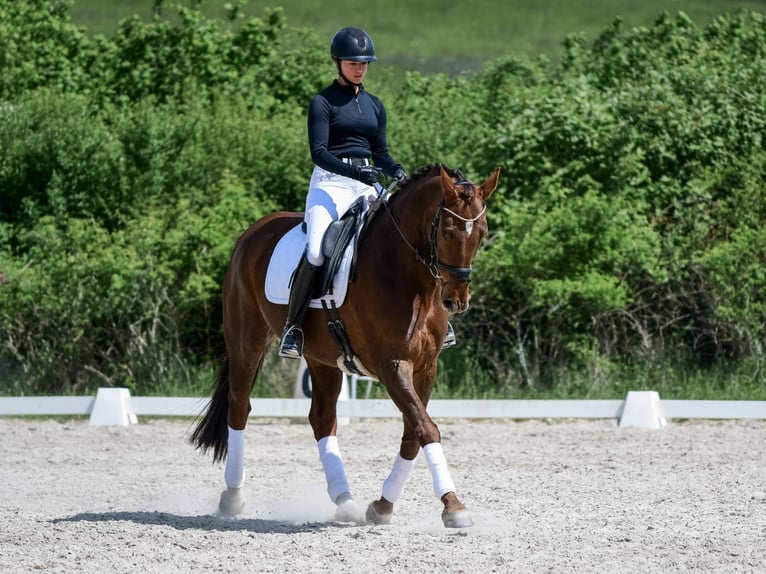 Oldenburger Wallach 15 Jahre 168 cm Dunkelfuchs in Laubach