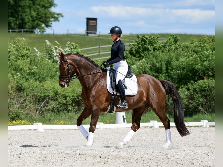 Oldenburger Wallach 15 Jahre 168 cm Dunkelfuchs in Laubach