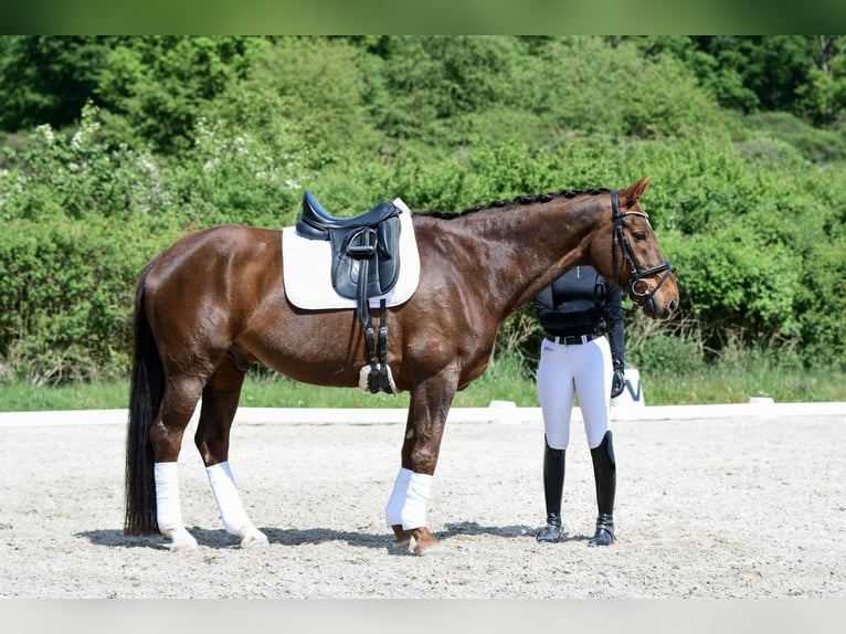 Oldenburger Wallach 15 Jahre 168 cm Dunkelfuchs in Laubach