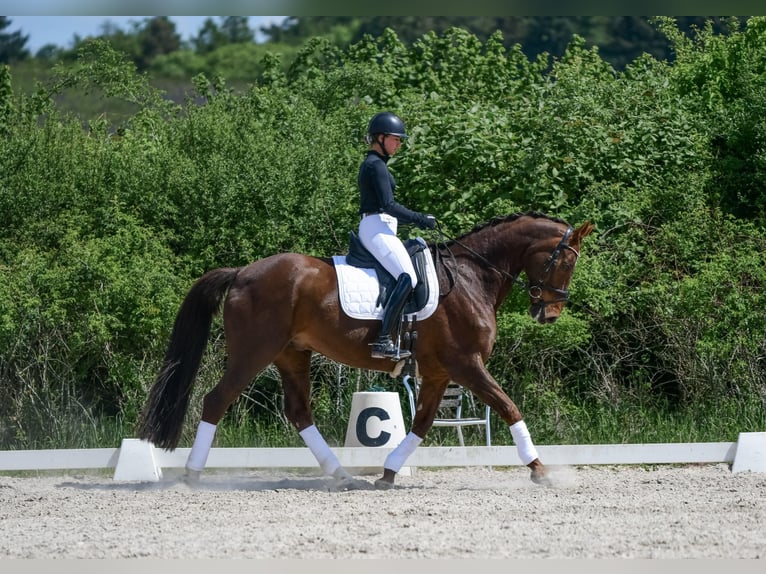 Oldenburger Wallach 15 Jahre 168 cm Dunkelfuchs in Laubach