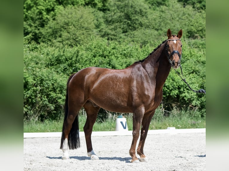 Oldenburger Wallach 15 Jahre 168 cm Dunkelfuchs in Laubach