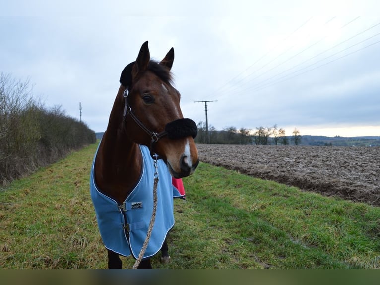 Oldenburger Wallach 15 Jahre 170 cm Brauner in Homberg (Ohm)