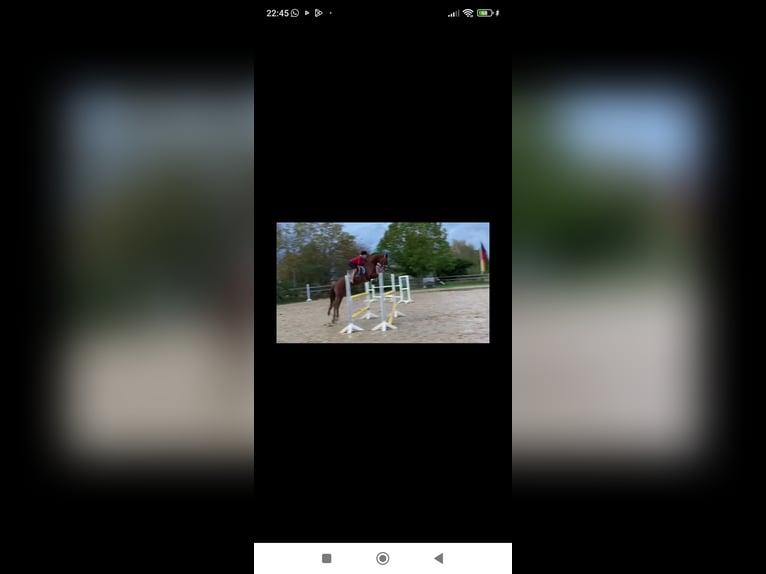 Oldenburger Wallach 15 Jahre 170 cm Dunkelfuchs in Essen