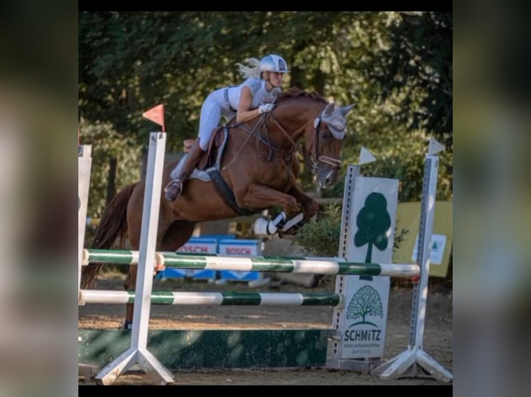 Oldenburger Wallach 15 Jahre 170 cm Dunkelfuchs in Essen