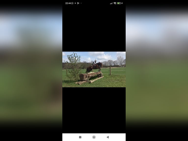 Oldenburger Wallach 15 Jahre 170 cm Dunkelfuchs in Essen