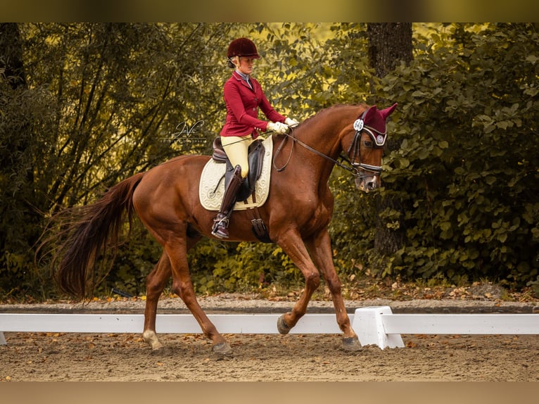 Oldenburger Wallach 15 Jahre 170 cm Dunkelfuchs in Essen