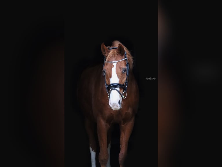 Oldenburger Wallach 15 Jahre 170 cm Fuchs in Sankt Valentin