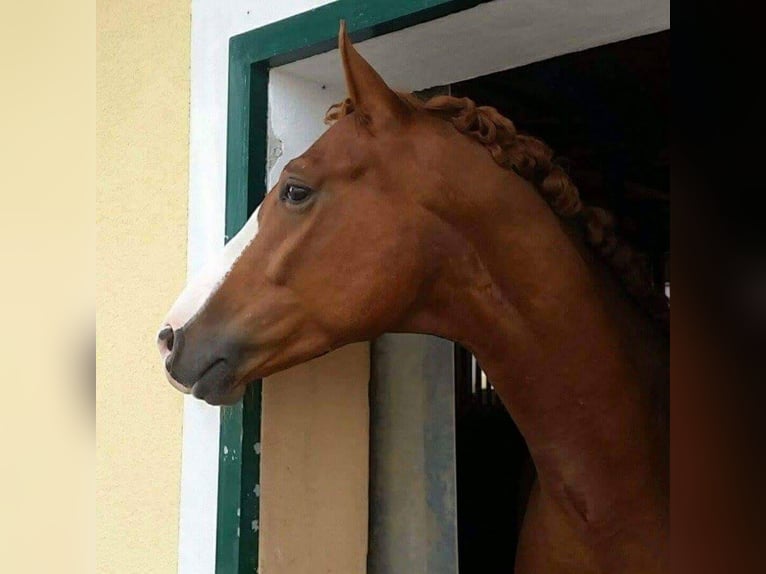 Oldenburger Wallach 15 Jahre 170 cm Fuchs in Sankt Valentin