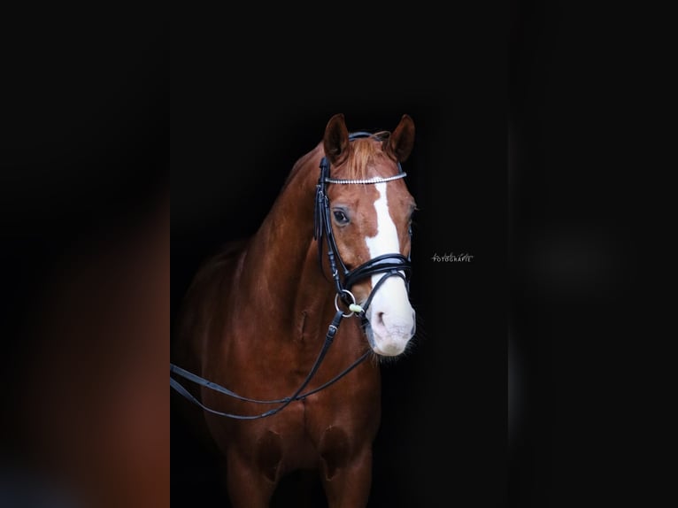 Oldenburger Wallach 15 Jahre 170 cm Fuchs in Sankt Valentin