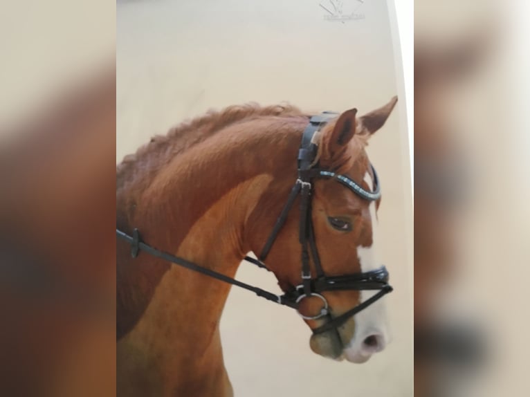 Oldenburger Wallach 15 Jahre 170 cm Fuchs in Sankt Valentin