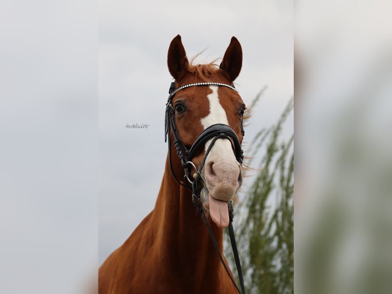 Oldenburger Wallach 15 Jahre 170 cm Fuchs in Sankt Valentin