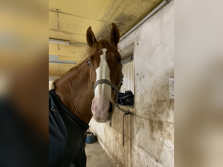 Oldenburger Wallach 15 Jahre 170 cm Fuchs in Sankt Valentin