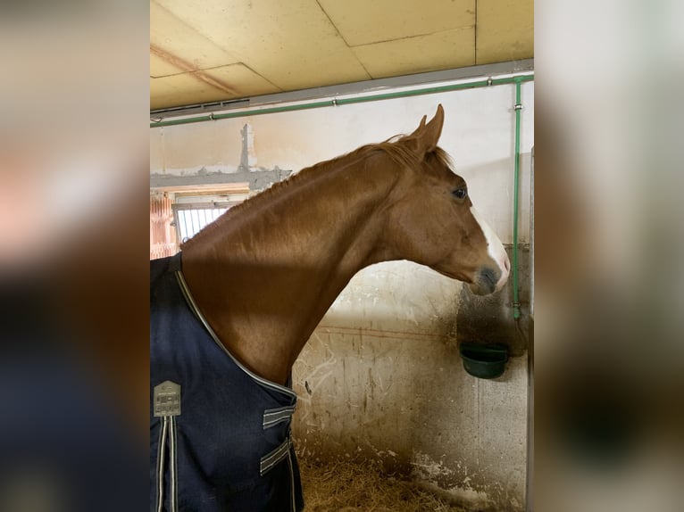 Oldenburger Wallach 15 Jahre 170 cm Fuchs in Sankt Valentin