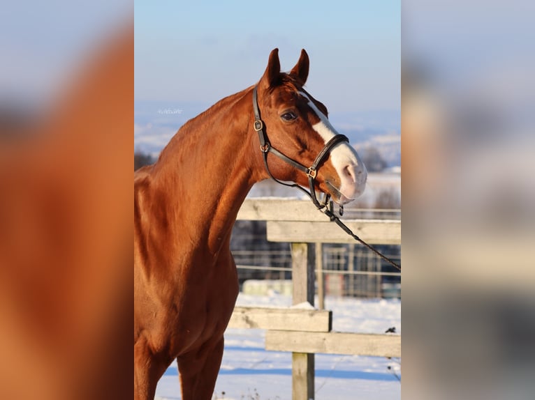 Oldenburger Wallach 15 Jahre 170 cm Fuchs in Sankt Valentin