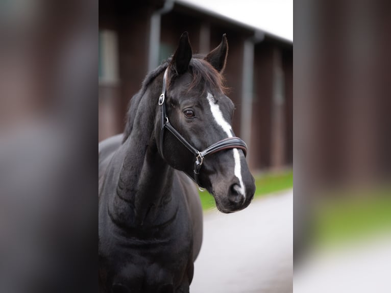 Oldenburger Wallach 15 Jahre 170 cm Rappe in Balingen