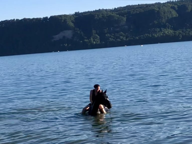 Oldenburger Wallach 15 Jahre 170 cm Rappe in Balingen