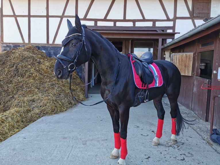 Oldenburger Wallach 15 Jahre 170 cm Rappe in Balingen