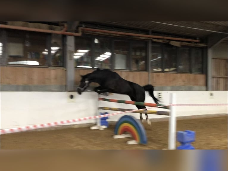Oldenburger Wallach 15 Jahre 170 cm Rappe in Balingen