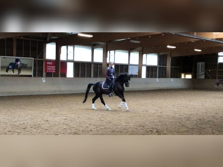 Oldenburger Wallach 15 Jahre 170 cm Rappe in Balingen