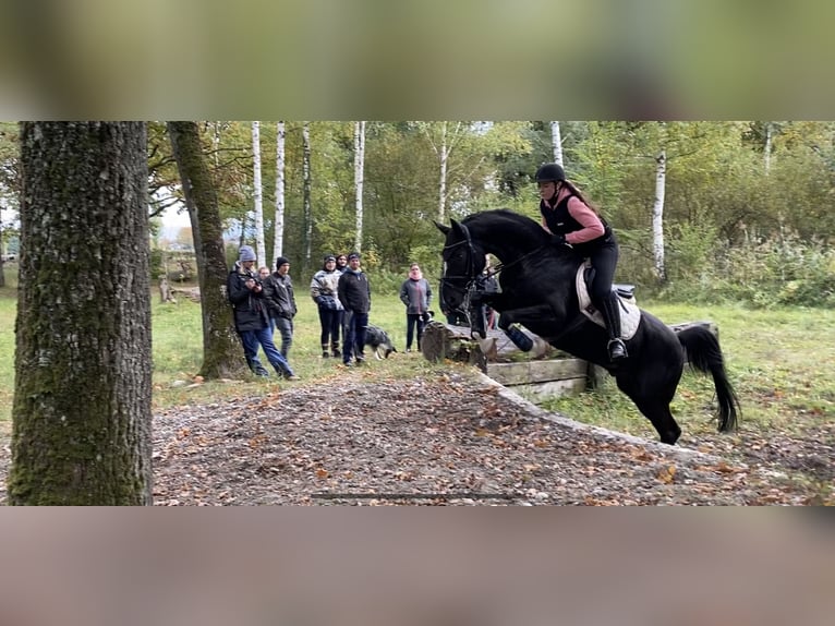 Oldenburger Wallach 15 Jahre 170 cm Rappe in Balingen