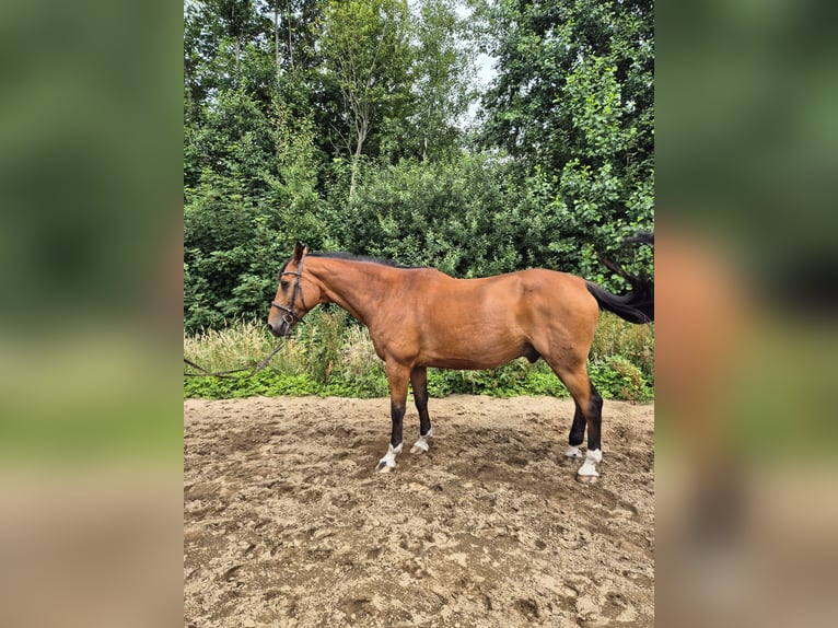 Oldenburger Wallach 15 Jahre 171 cm Hellbrauner in Kropp