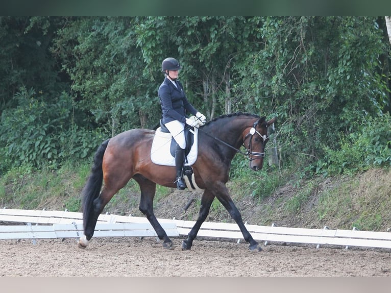 Oldenburger Wallach 15 Jahre 174 cm Dunkelbrauner in Hinte