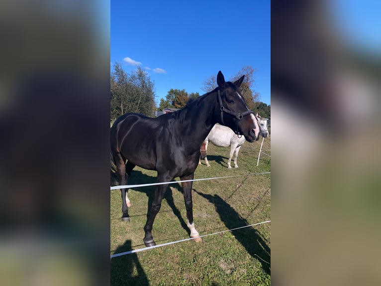 Oldenburger Wallach 15 Jahre 175 cm Dunkelbrauner in Verden (Aller) Walle