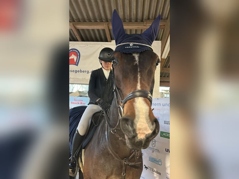 Oldenburger Wallach 15 Jahre 175 cm Dunkelbrauner in GyhumHeeslingen