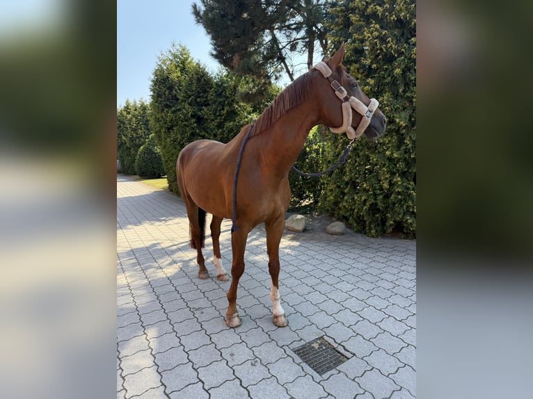 Oldenburger Wallach 15 Jahre 178 cm Fuchs in Lilienthal