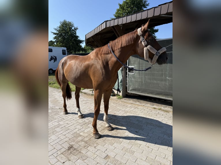 Oldenburger Wallach 15 Jahre 178 cm Fuchs in Lilienthal