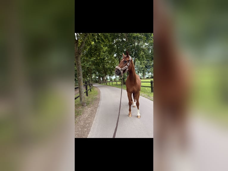 Oldenburger Wallach 15 Jahre 178 cm Fuchs in Lilienthal