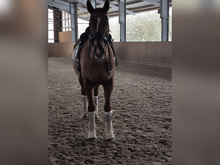 Oldenburger Wallach 15 Jahre 178 cm Fuchs in Gyhum