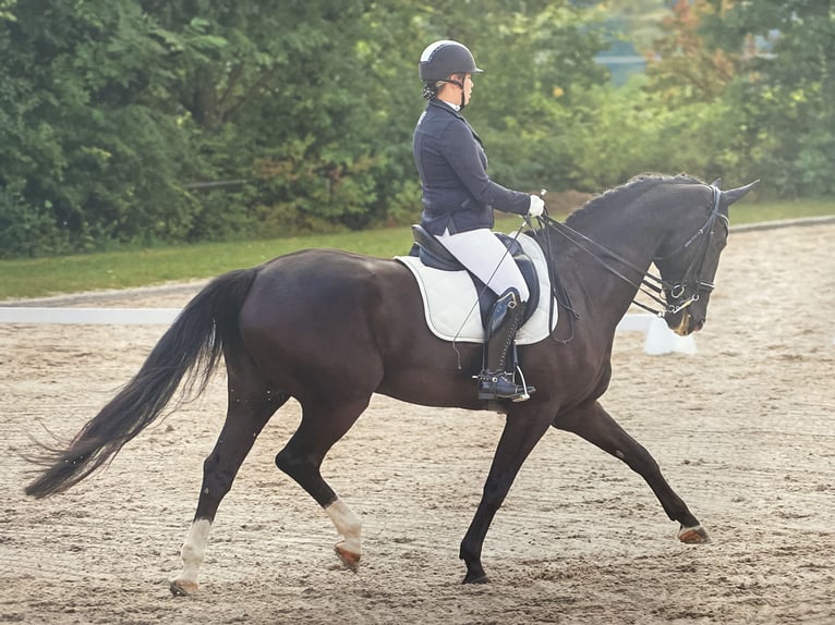 Oldenburger Wallach 15 Jahre 178 cm Rappe in RemlingenRemlingen