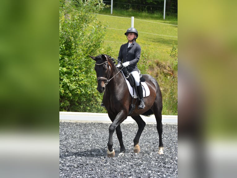 Oldenburger Wallach 15 Jahre 183 cm Brauner in Linz